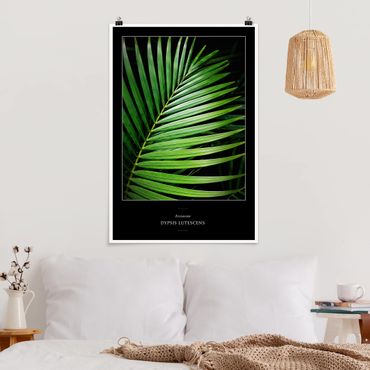 Posters Tropical Palm Leaf