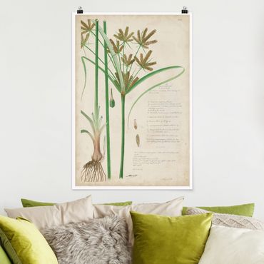 Posters Vintage Botany Drawing Grasses I