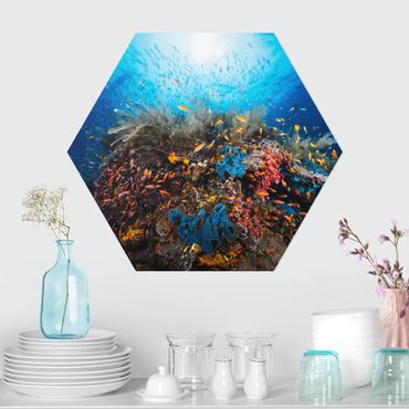 Hexagons Aluminium Dibond schilderijen Lagoon Underwater