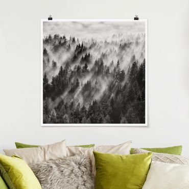 Posters Light Rays In The Coniferous Forest