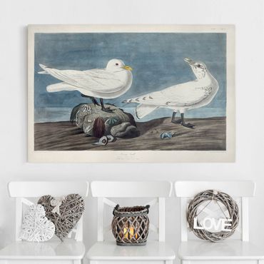 Canvas schilderijen Vintage Board Ivory Gull