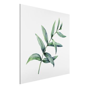 Aluminium Dibond schilderijen Waterclolour Eucalyptus l