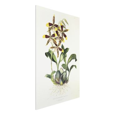 Forex schilderijen Maxim Gauci - Orchid II