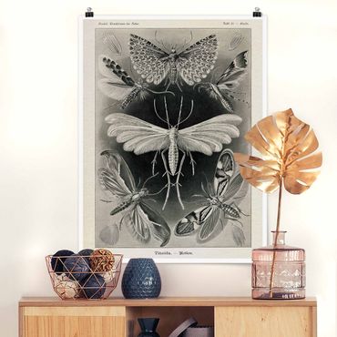 Posters Vintage Board Moths And Butterflies
