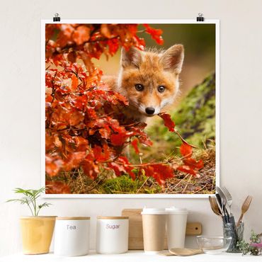 Posters Fox In Autumn