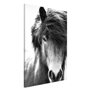 Magneetborden Icelandic Horse In Black And White