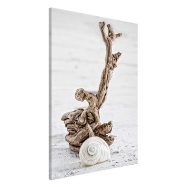 Magneetborden White Snail Shell And Root Wood