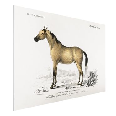 Forex schilderijen Vintage Board Horse