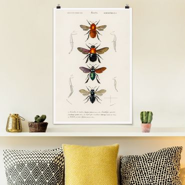 Posters Vintage Board Insects