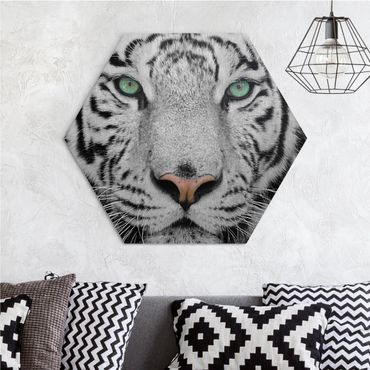 Hexagons Aluminium Dibond schilderijen White Tiger