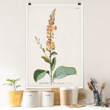 Posters Vintage Botanical Illustration Mullein