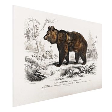 Forex schilderijen Vintage Board Brown Bear