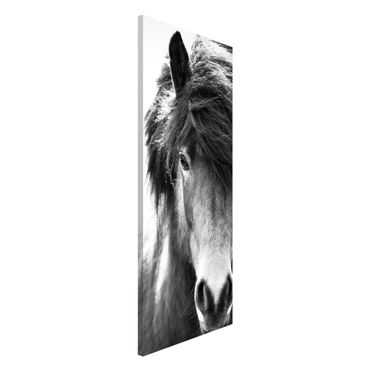 Magneetborden Icelandic Horse In Black And White