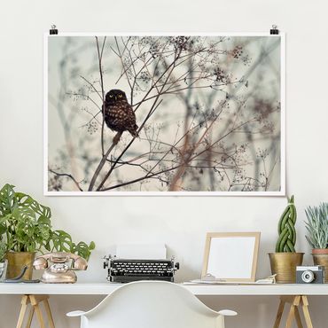 Posters Owl In The Winter