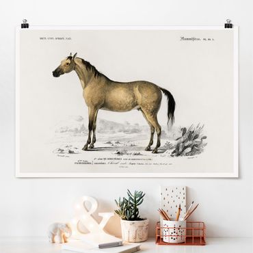 Posters Vintage Board Horse
