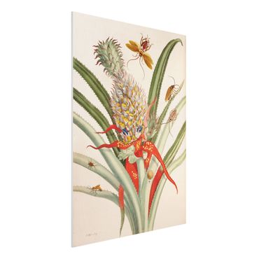 Forex schilderijen Anna Maria Sibylla Merian - Pineapple With Insects