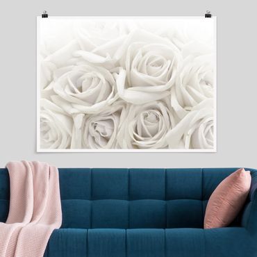 Posters White Roses