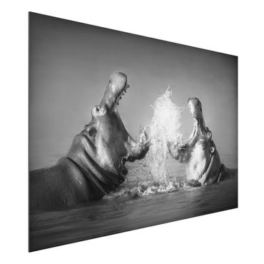 Aluminium Dibond schilderijen Hippo Fight