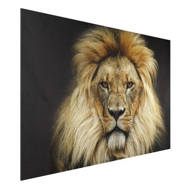 Aluminium Dibond schilderijen Wisdom Of Lion
