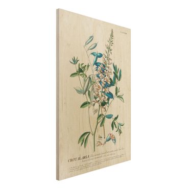 Houten schilderijen Vintage Botanical Illustration Legumes