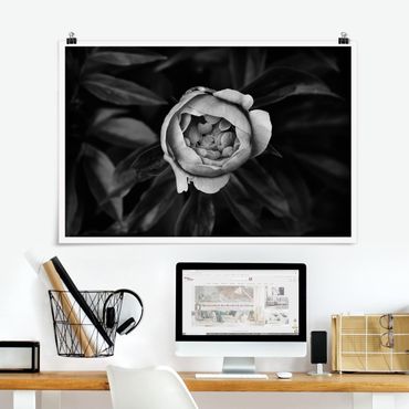 Posters Peonies In Front Of Leaves Black And White