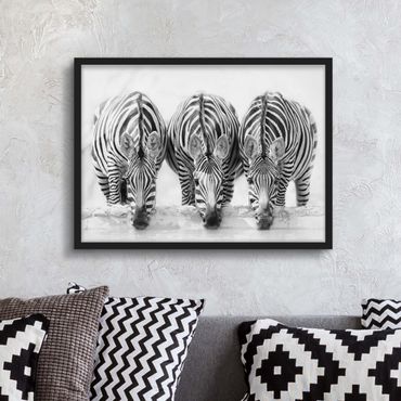 Ingelijste posters Zebra Trio In Black And White
