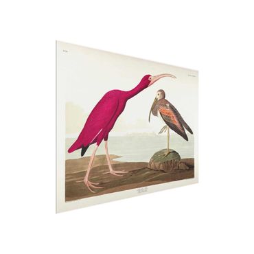 Glasschilderijen Vintage Board Red Ibis