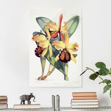 Glasschilderijen Walter Hood Fitch - Orchid