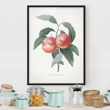 Ingelijste posters Botany Vintage Illustration Peach