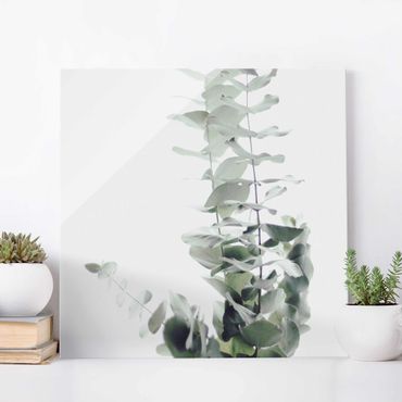 Glasschilderijen Eucalyptus In White Light