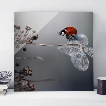Glasschilderijen Ladybird On Hydrangea