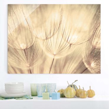 Glasschilderijen Dandelions Close-Up In Cozy Sepia Tones