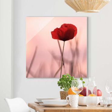 Glasschilderijen Poppy Flower In Twilight
