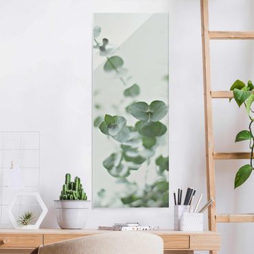 Glasschilderijen Growing Eucalyptus
