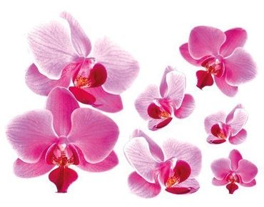 Muurstickers Pink Orchid