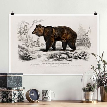 Posters Vintage Board Brown Bear