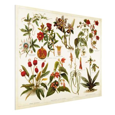 Forex schilderijen Vintage Board Tropical Botany II