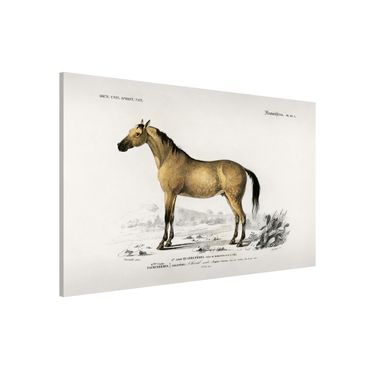 Magneetborden Vintage Board Horse