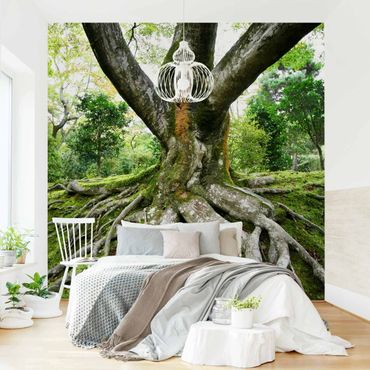 Fotobehang Old Tree