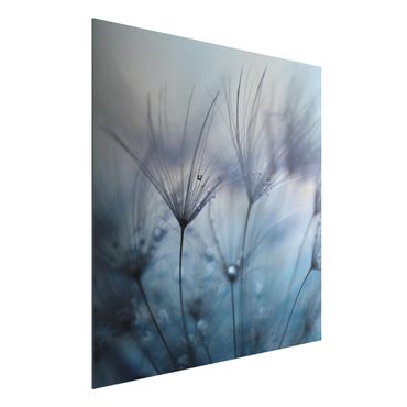 Aluminium Dibond schilderijen Blue Feathers In The Rain