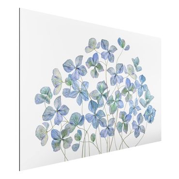 Aluminium Dibond schilderijen Blue Hydrangea Flowers