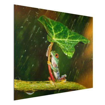 Aluminium Dibond schilderijen Frog In The Rain
