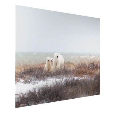 Aluminium Dibond schilderijen Polar Bear And Her Cubs