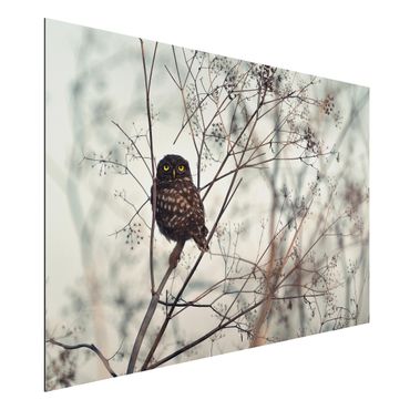 Aluminium Dibond schilderijen Owl In The Winter