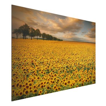 Aluminium Dibond schilderijen Field With Sunflowers