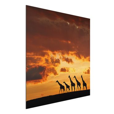 Aluminium Dibond schilderijen Five Giraffes
