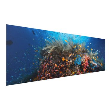 Aluminium Dibond schilderijen Lagoon With Fish