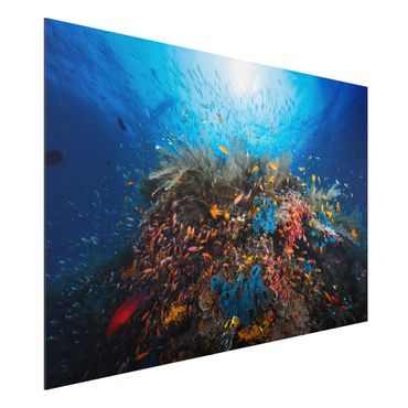 Aluminium Dibond schilderijen Lagoon Underwater