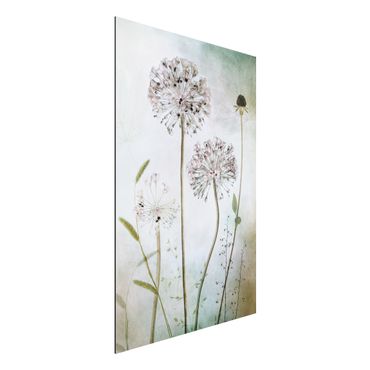 Aluminium Dibond schilderijen Allium flowers in pastel