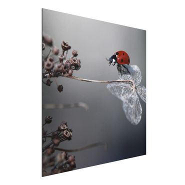 Aluminium Dibond schilderijen Ladybird On Hydrangea